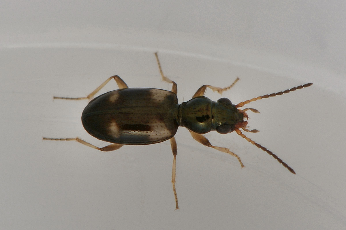 Bembidion quadrimaculatum, Carabidae